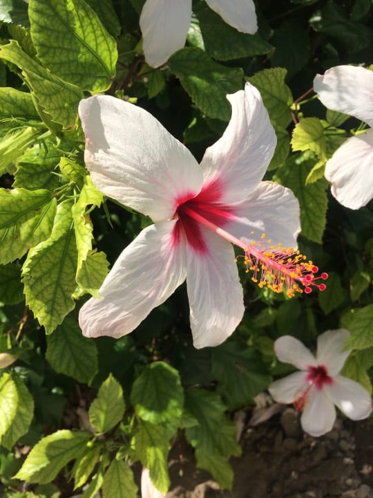 Gartenanlage Lagas Aegean Village