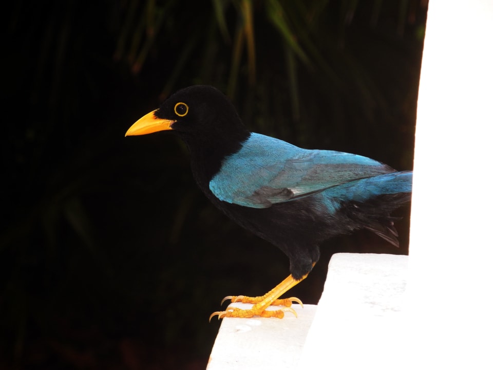 Yucatanblaurabe Grand Palladium Select White Sand Resort & Spa