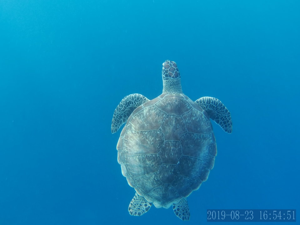 Sport & Freizeit Steigenberger Coraya Beach - Adults only