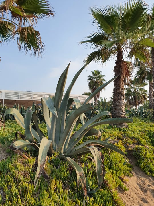 Garten VONRESORT Golden Beach