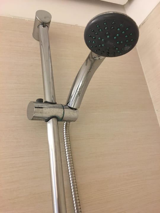 Blauschimmel blau punta reina