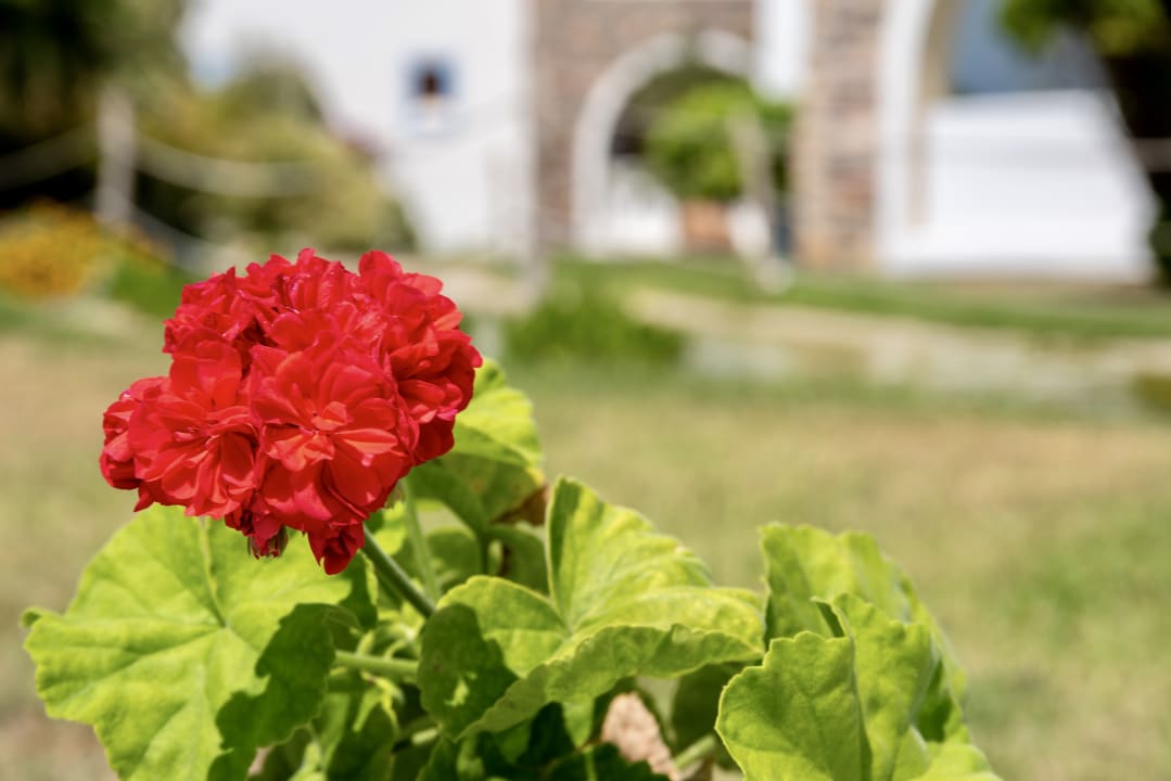 Gartenanlage Plaza Beach Hotel
