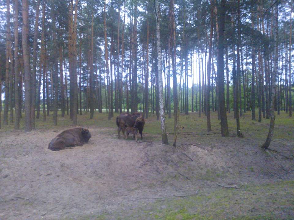 Żubry w rezerwacie na terenie ośrodka Dworek nad Łąkami Kiermusy