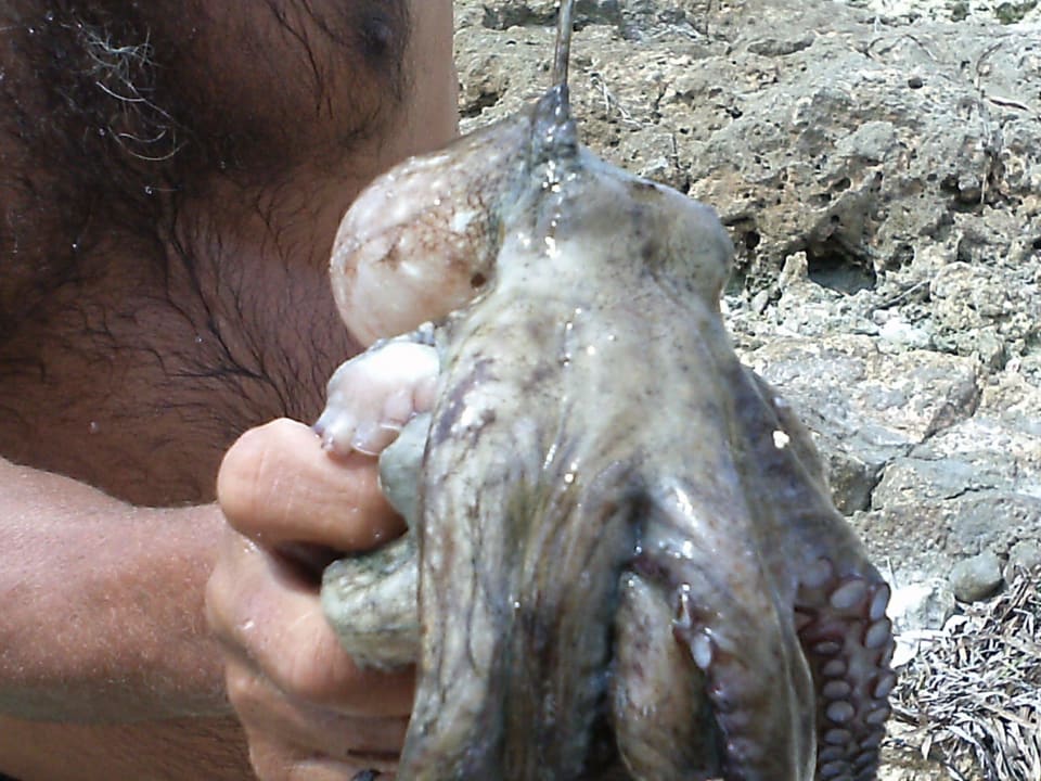 Der war ganz schön groß Hotel El Mouradi Djerba Menzel