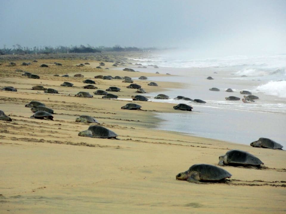 Tour zum grössten Schildkröten Nistplatz der Welt Hotelito Swiss Oasis