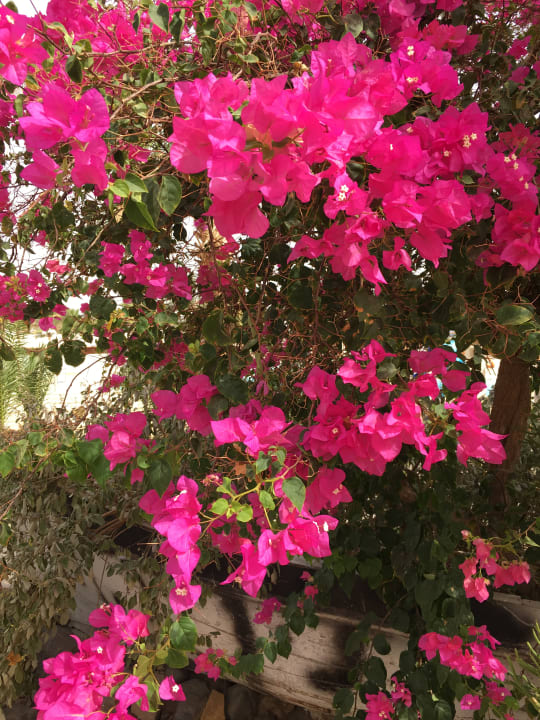Gartenanlage Coral Beach Hurghada