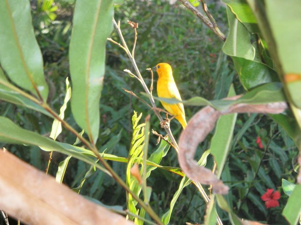 Diese kleinen Vögel nisten im Garten Bahari Beach Hotel