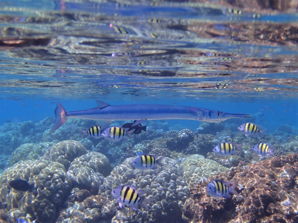 Sport & Freizeit Filitheyo Island Resort