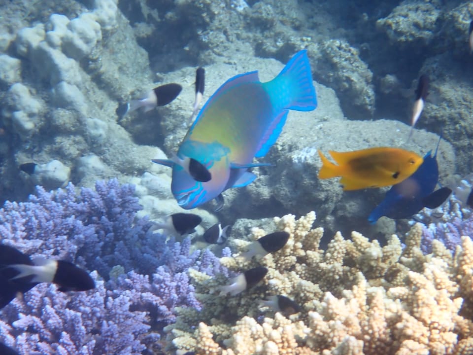 Sport & Freizeit Three Corners Equinox Beach Resort