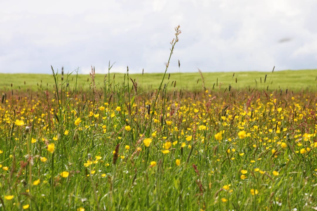 Ausblick hinter der Sommerküche Der kleine Bauernhof