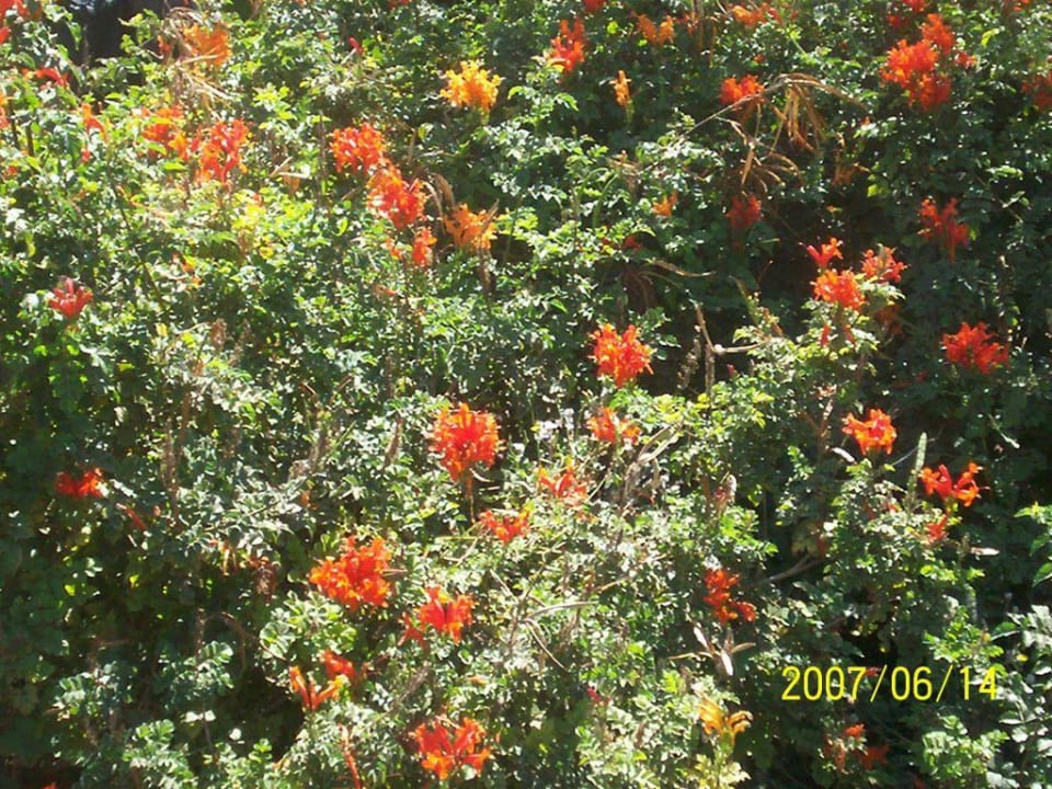 Botanischer Garten Occidental Jandía Playa