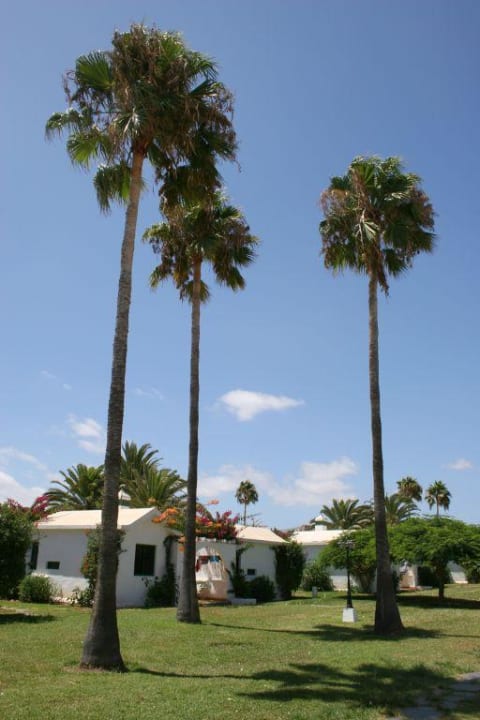 Liegewiese unter Palmen Canary Garden Club