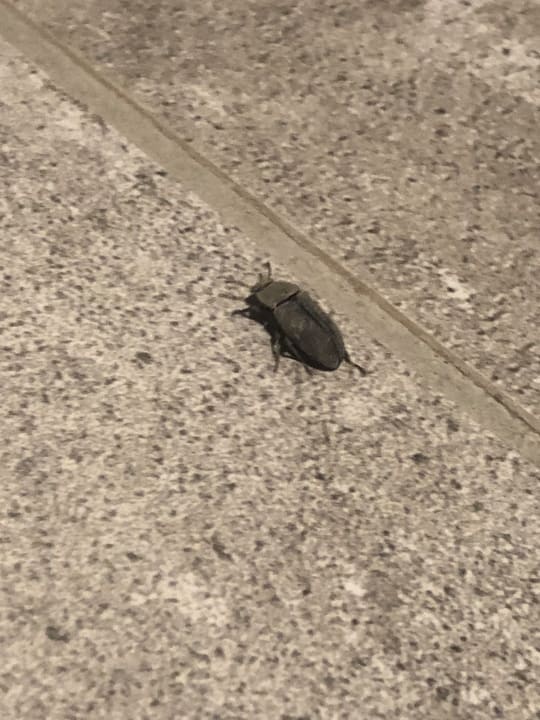 Zimmer Paloma Finesse