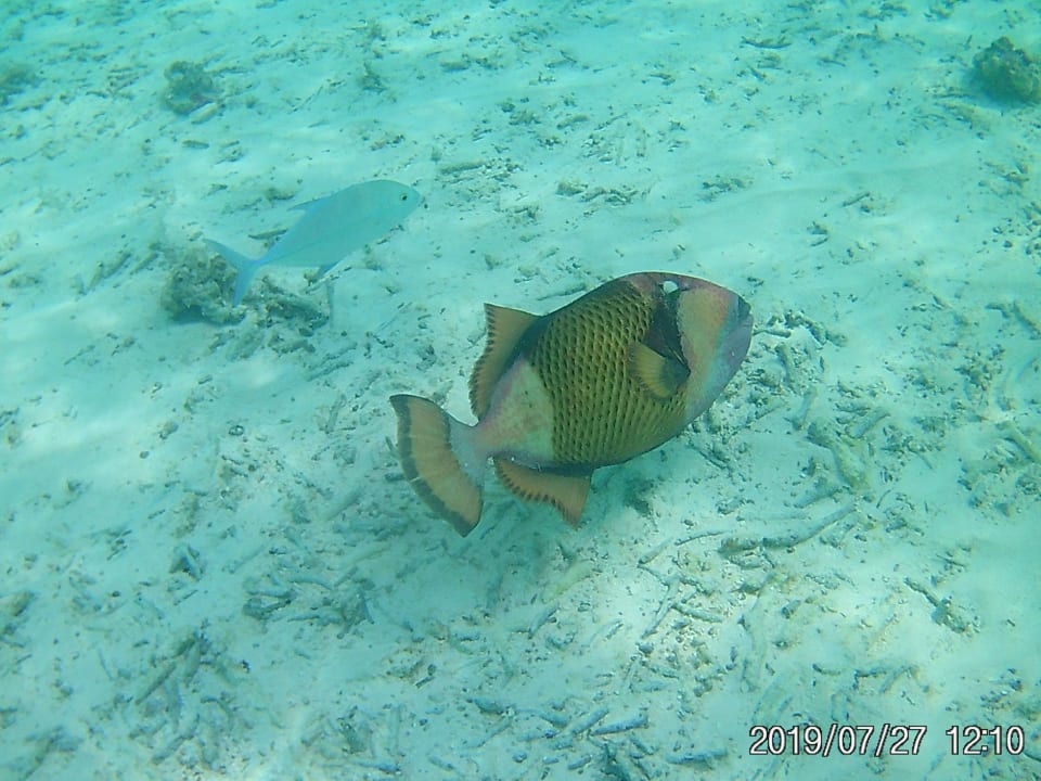 Strand Summer Island Maldives