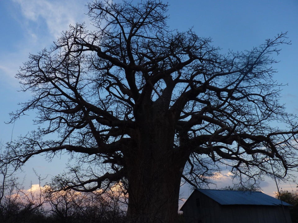 Baobab Baum Planet Baobab Botswana
