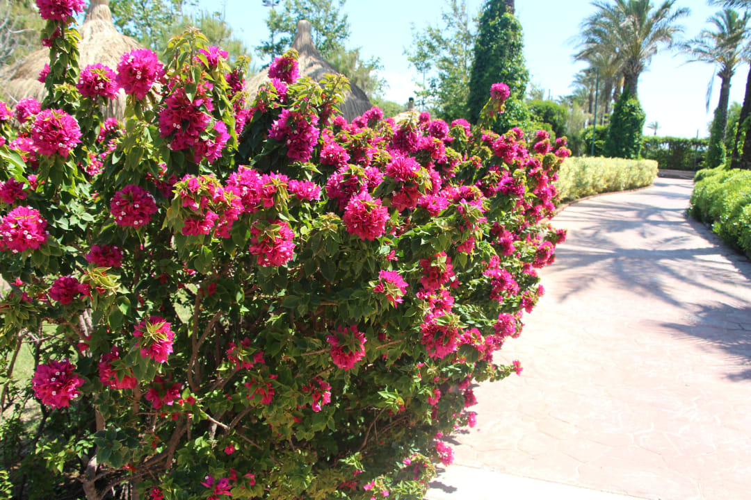 Garten Hotel Miracle Resort