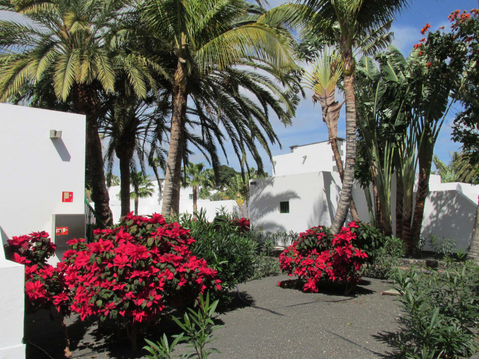 Noch mehr Weihnachtssterne Hotel Riu Paraiso Lanzarote