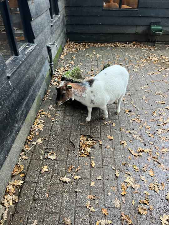 Sport & Freizeit Center Parcs De Kempervennen