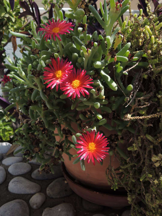 Květiny kolem hotelu Hotel Kathrin Beach