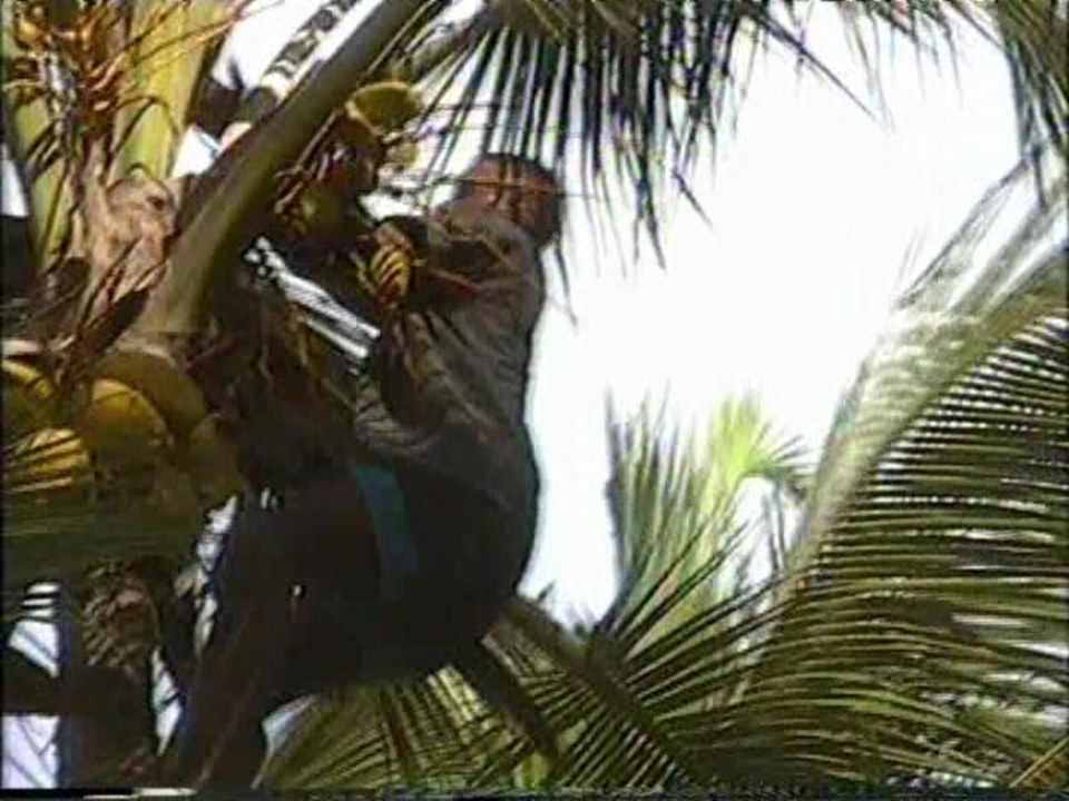 Kokusnüsse pflücken Hotel Riu Bambu