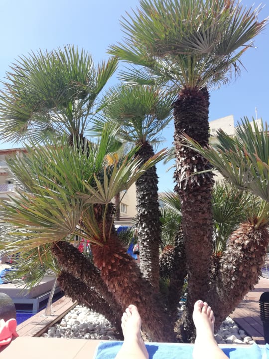 Gartenanlage Zafiro Bahia