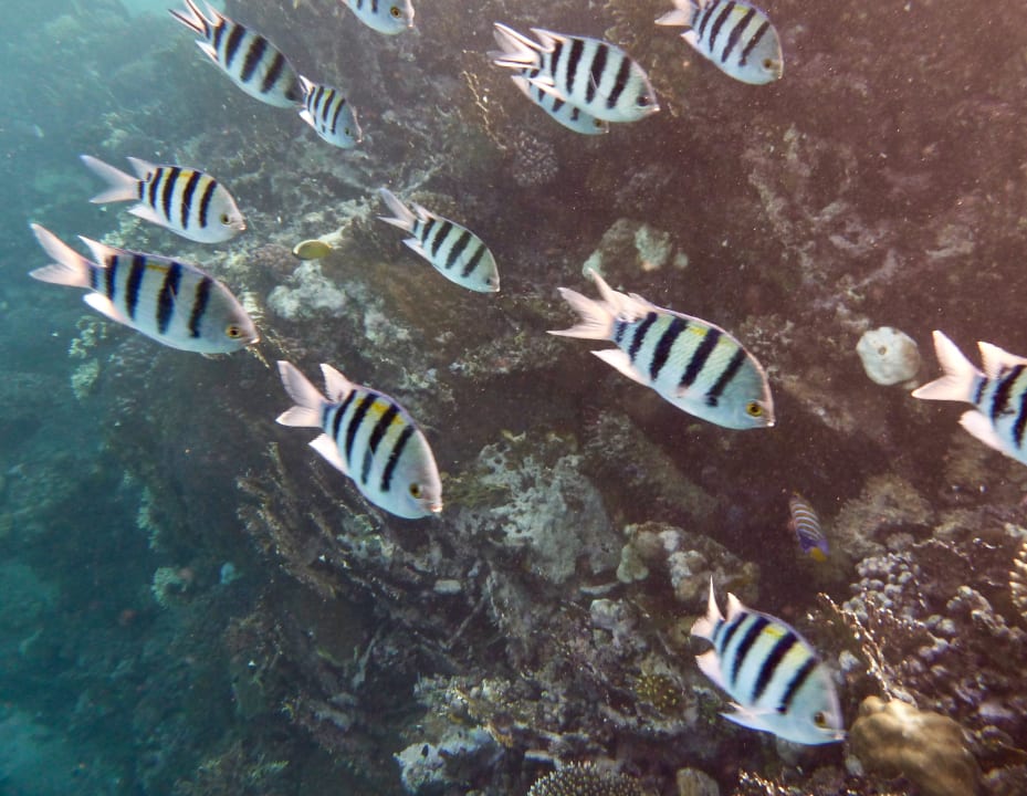 Sport & Freizeit Hotel Gorgonia Beach Resort