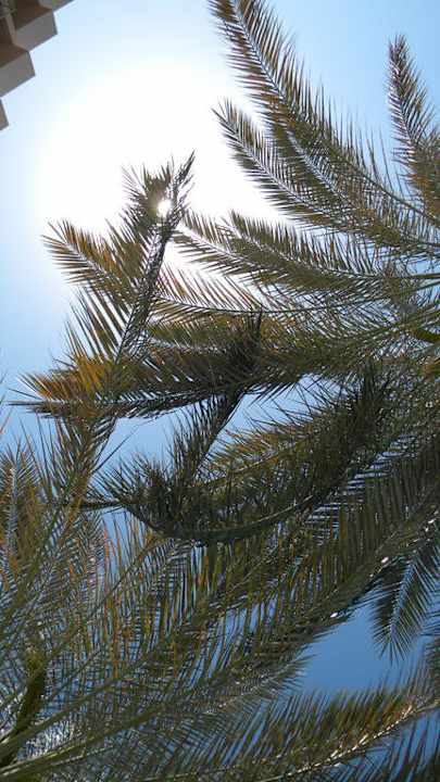 Palmen Sea Star Beau Rivage