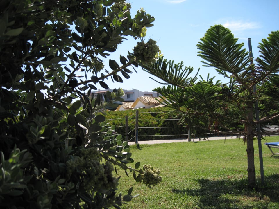 Лужайка. Тут можно загорать Hotel Ariadne Beach