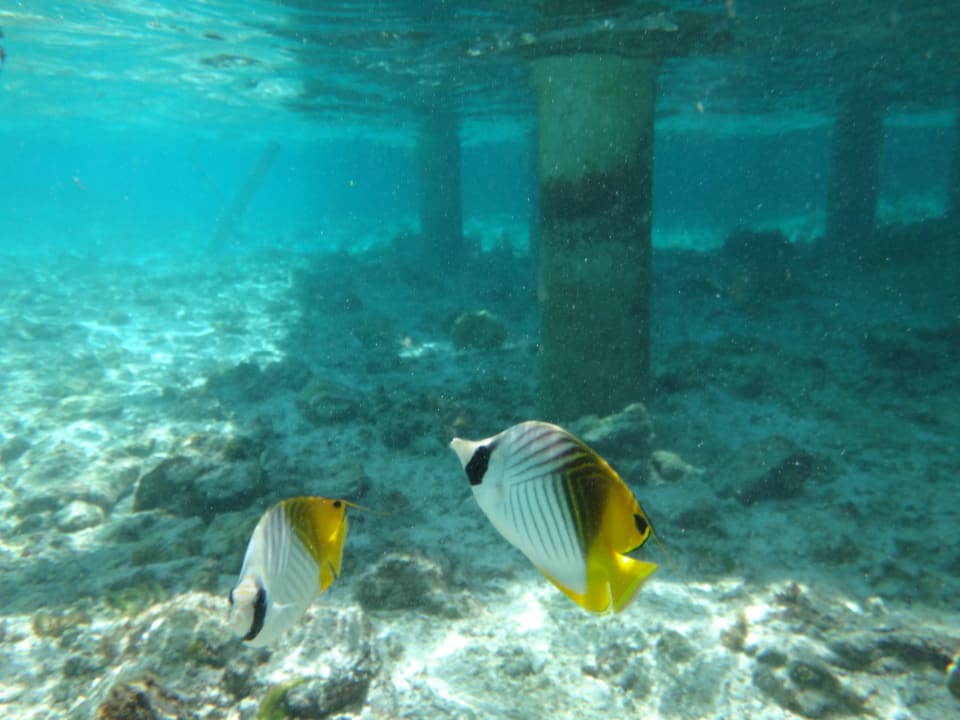 Strand Cinnamon Hakuraa Huraa Maldives