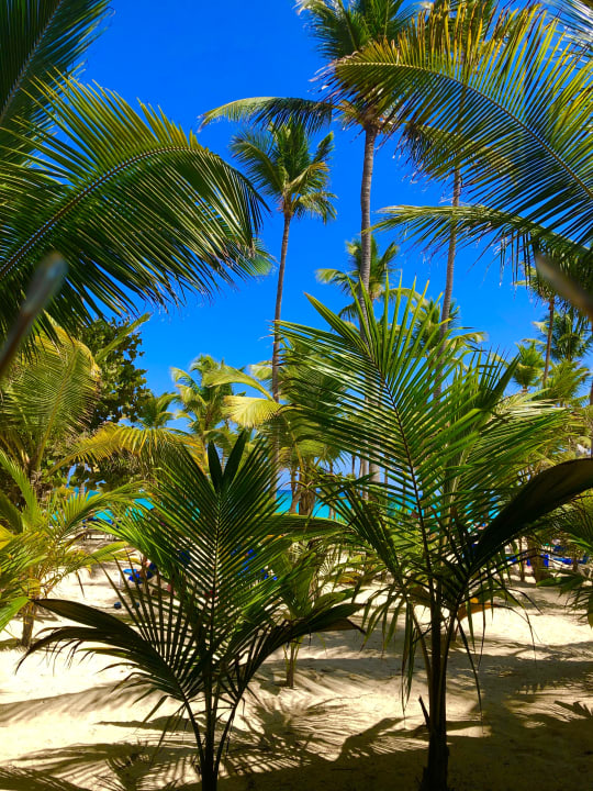 Garten Hotel Riu Palace Punta Cana