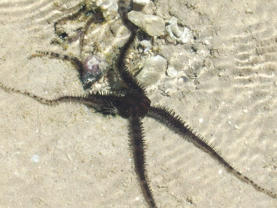 Seeigel Stella Beach Resort & Spa Makadi Bay