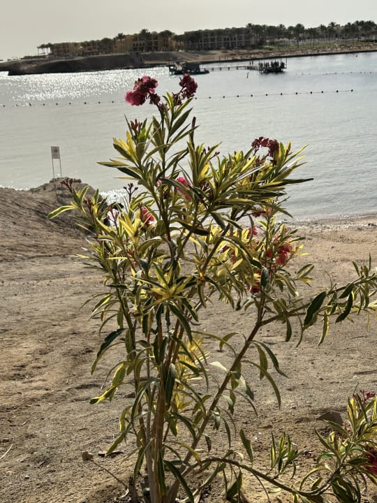 Strand Steigenberger Coraya Beach - Adults only