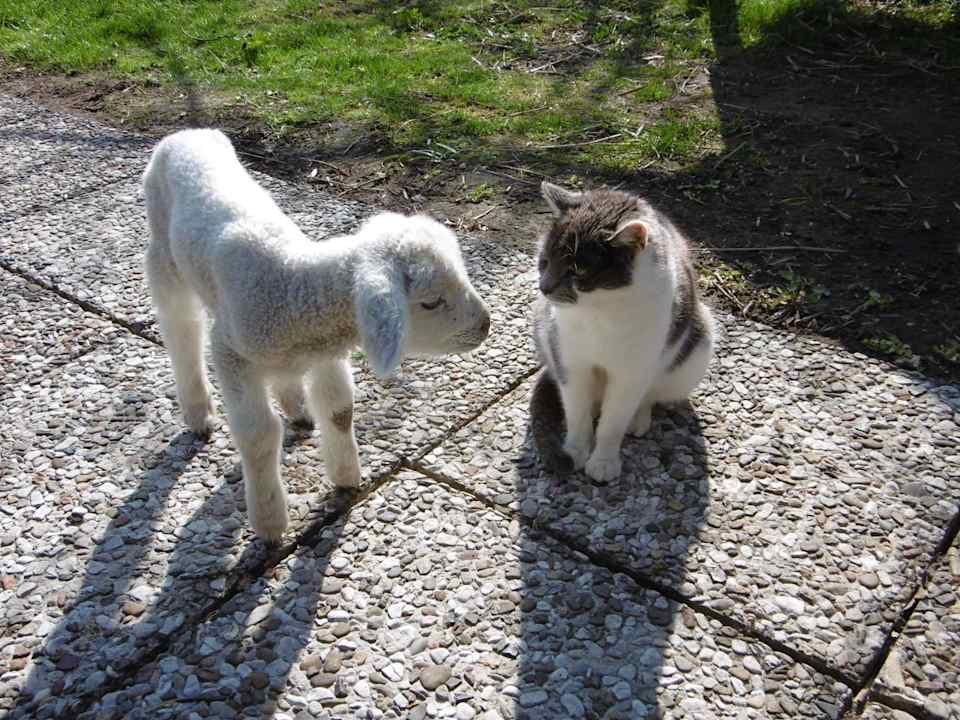 Wenn Lamm und Minka sich "gute Nacht" sagen Ferienhof Albert