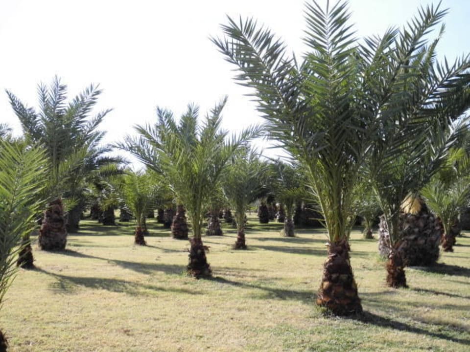 Palmengarten Seaden Sea World Resort & Spa