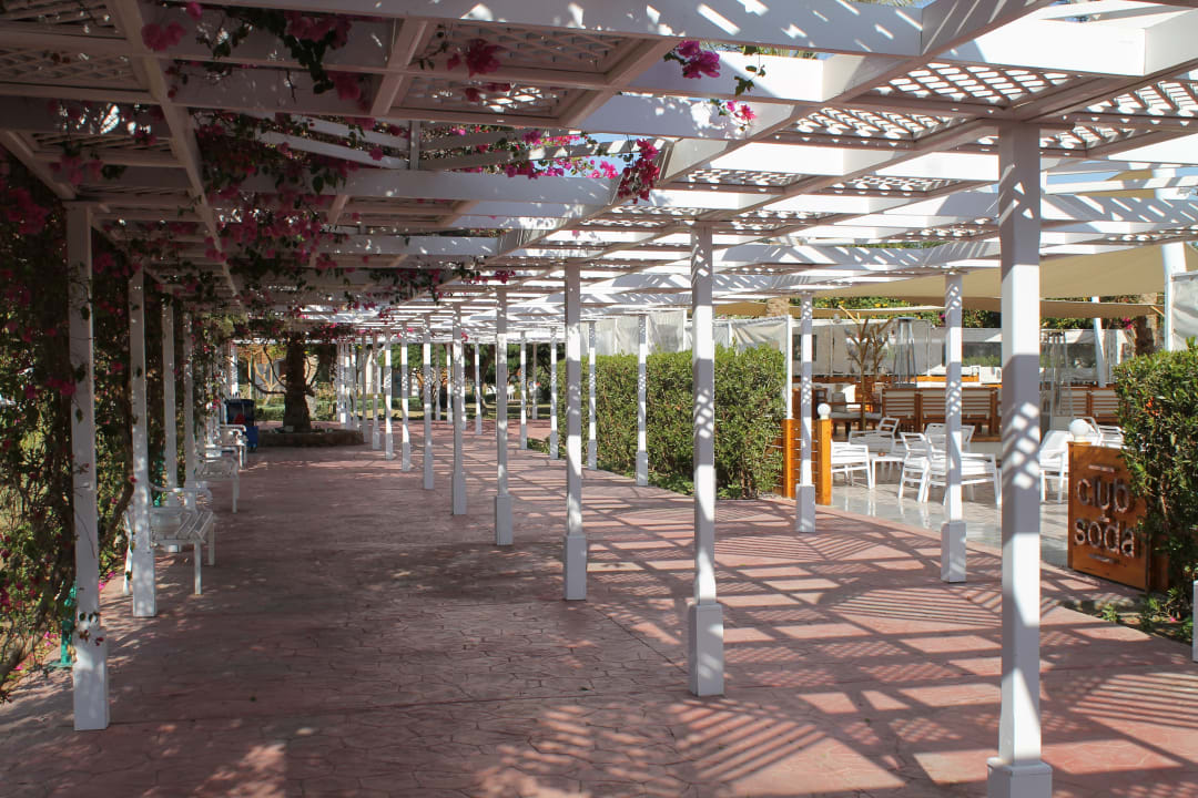 Gartenanlage Desert Rose