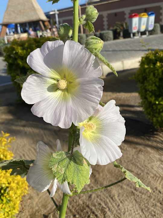 Gartenanlage Pickalbatros Villaggio Resort - Portofino