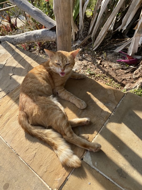 Sonstiges Neptune Pwani Beach Resort & Spa