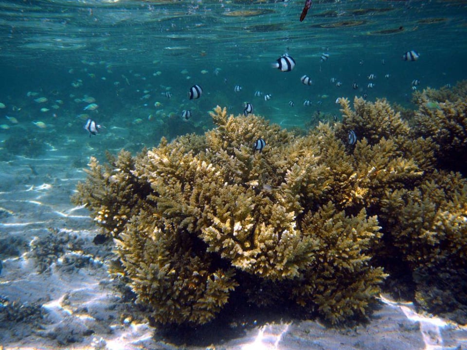 Am Wrack Charmillion Sea Life Resort