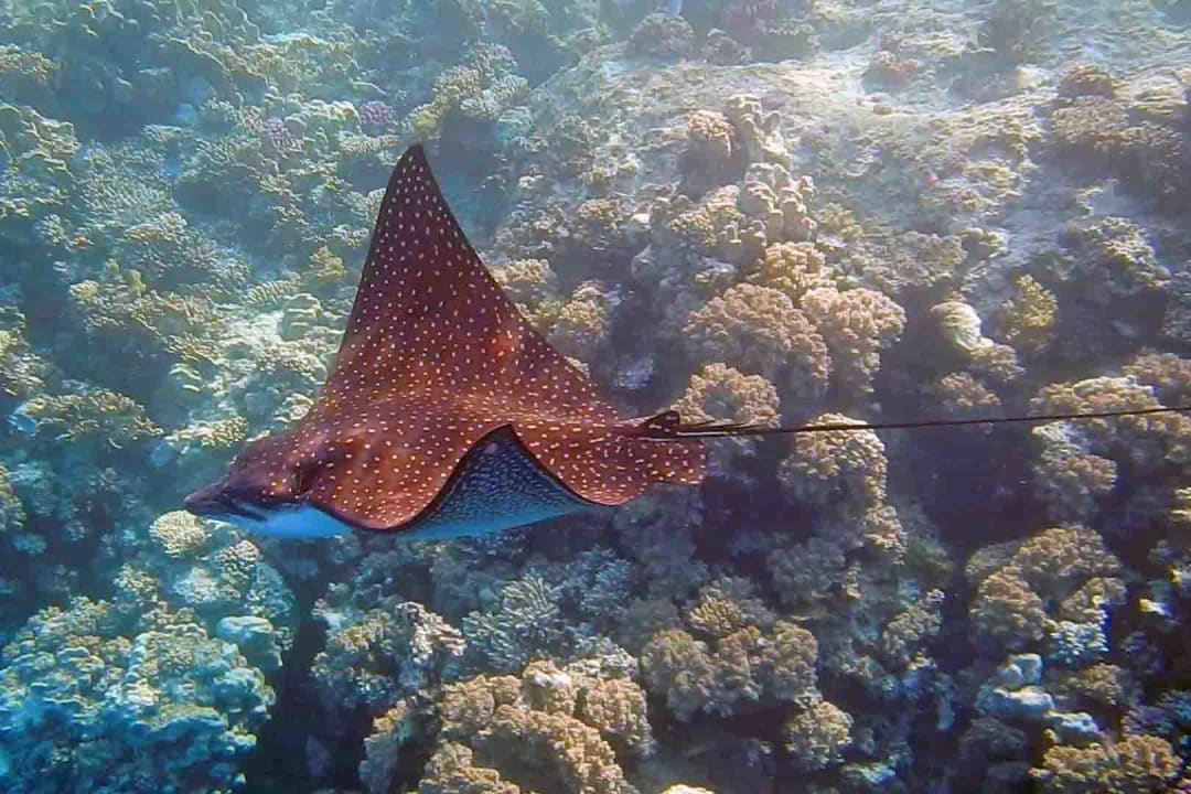 Schnorcheln Safaga Hotel Coral Garden