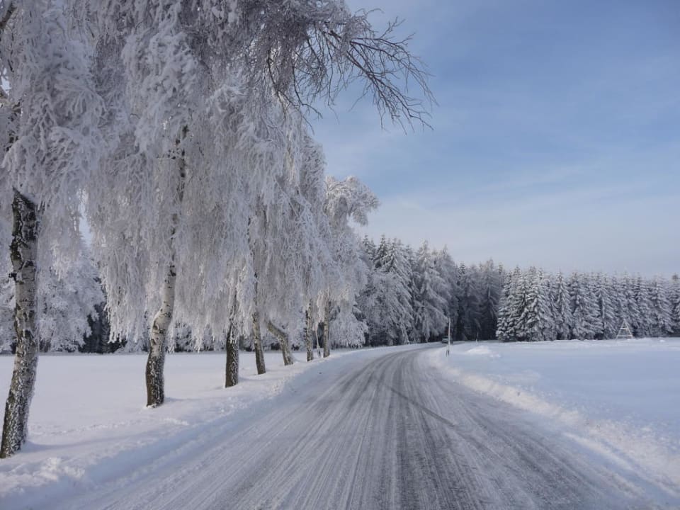 Birkenallee im Winter Gasthof Brauner Hirsch