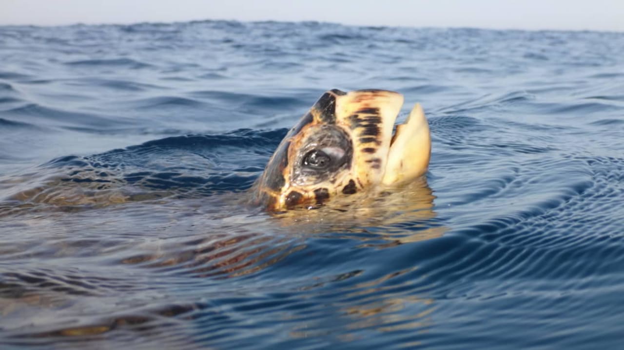 Schildi Three Corners Equinox Beach Resort