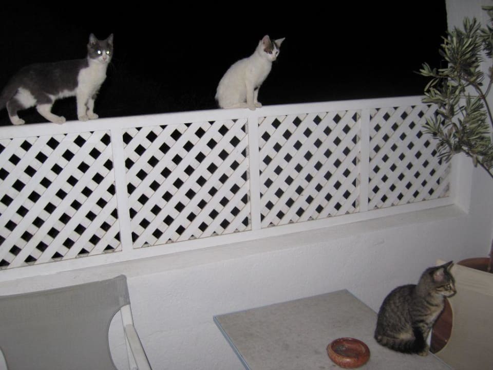 Katzenkinder Hotel Agali Houses