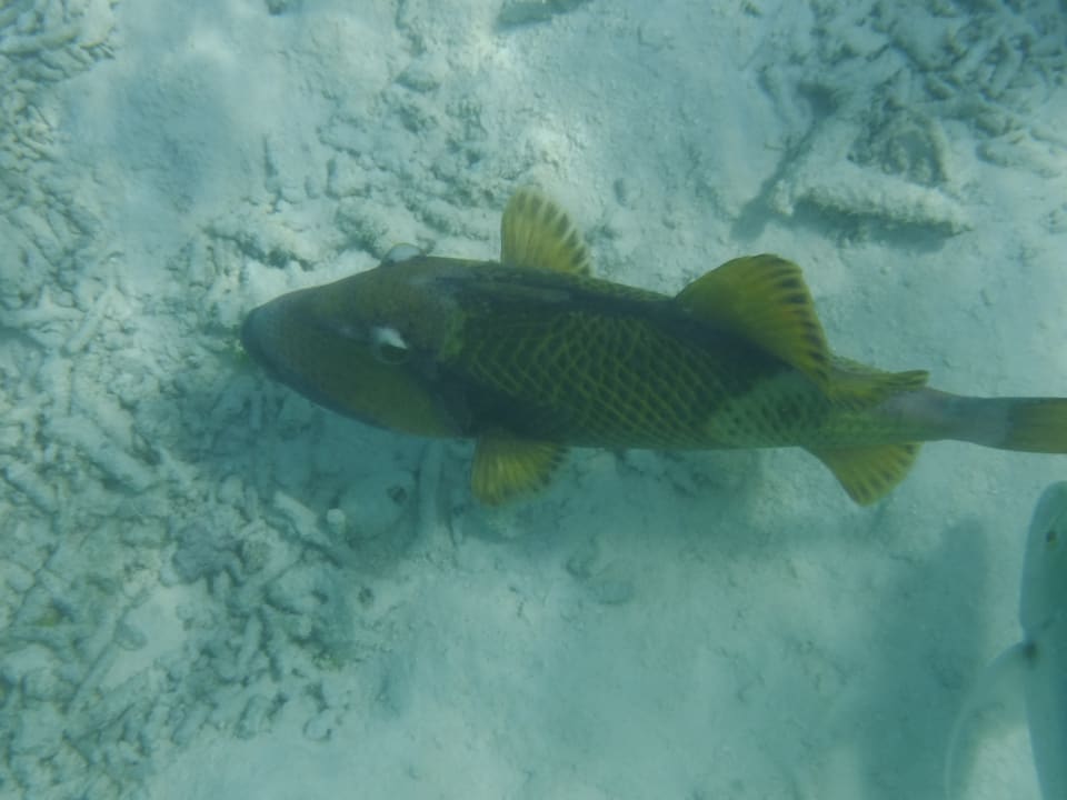 Fische Summer Island Maldives