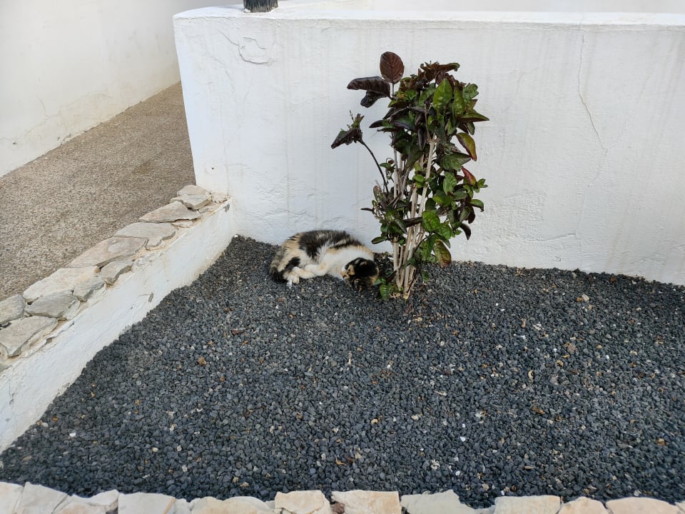 Außenansicht MP Club Caleta Dorada