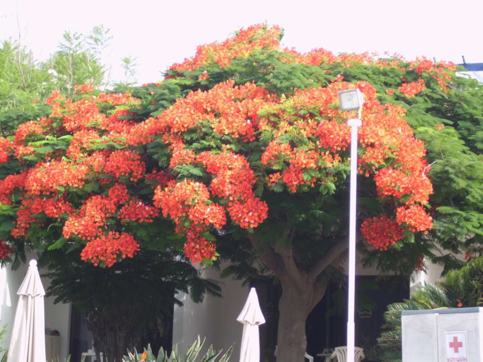 Alles blüht Relaxia Olivina