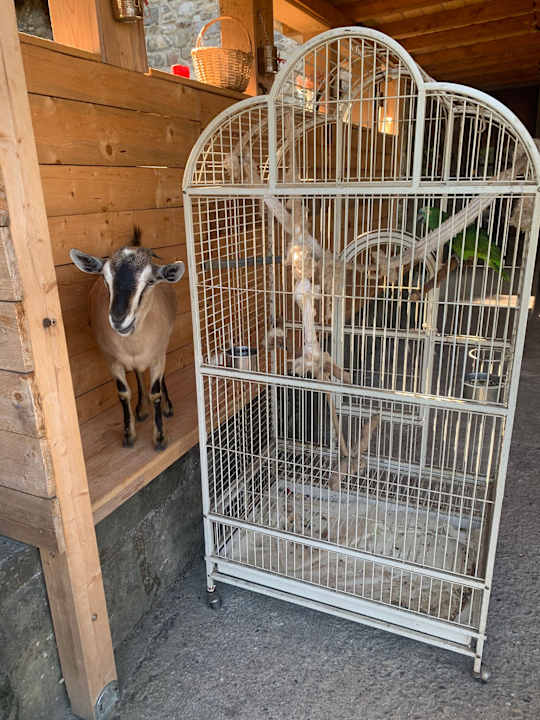 Sonstiges Le Chianine dei Tognoli