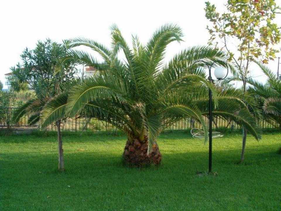 Hotel Klelia Garten Hotel Klelia