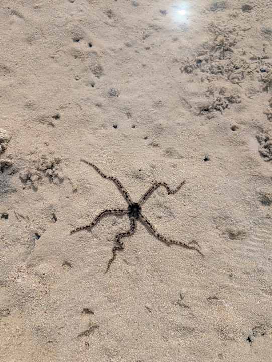 Strand JAZ Elite Asteria