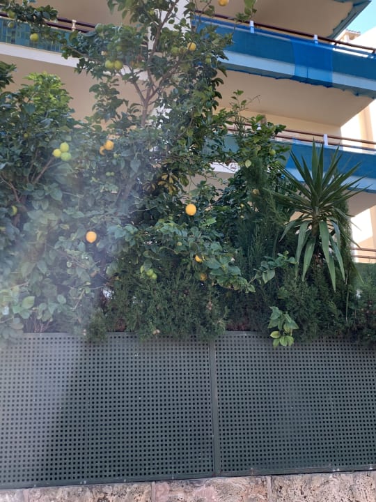 Garten Hotel Bahia del Sol