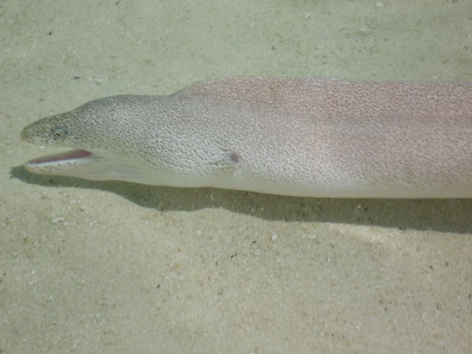 Kleine Muräne direkt am Strand Adaaran Select Hudhuran Fushi - Premium All Inclusive